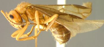 Media type: image;   Entomology 22723 Aspect: habitus lateral view